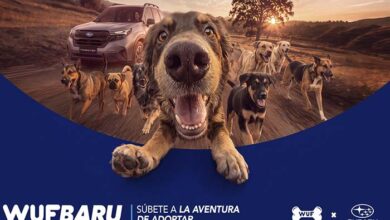 ¿Buscas adoptar un perro? “Wufbaru” te acerca al próximo integrante de tu familia