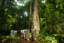El Grupo Prosegur refuerza su programa de compensación de emisiones al apoyar un proyecto de la ONU para conservar más de 724.000 hectáreas de la Amazonia peruana