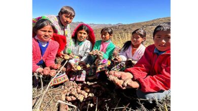 Escolares, agricultores e investigadores podrán convertirse en Guardianes de las Papas Nativas del Perú