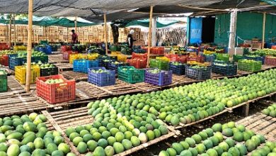 MIDAGRI: productores de Lambayeque cierran pedido por 1 000 toneladas de mango orgánico con industria de deshidratado