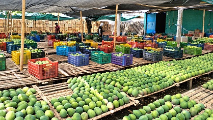 MIDAGRI: productores de Lambayeque cierran pedido por 1 000 toneladas de mango orgánico con industria de deshidratado