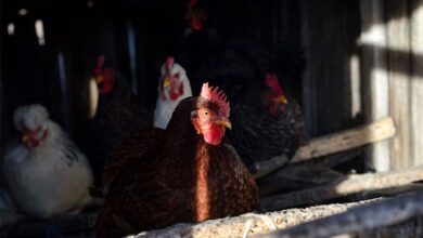 Día mundial del huevo: Perú avanza a un futuro sin jaulas para las gallinas