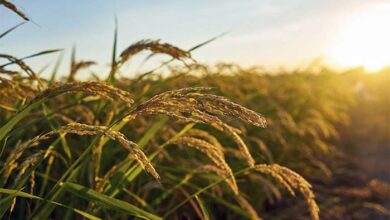 MIDAGRI impulsará oportunidades comerciales para organizaciones de productores a través del Programa de Alimentación Escolar