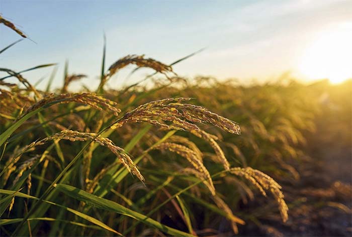 MIDAGRI impulsará oportunidades comerciales para organizaciones de productores a través del Programa de Alimentación Escolar