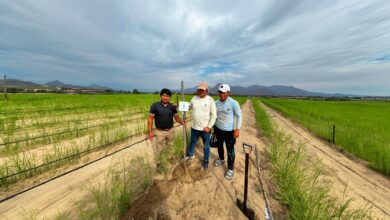 Startup impulsada por ProInnóvate optimiza el riego agrícola para incrementar el valor exportable de las frutas